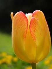 Tulip in Field